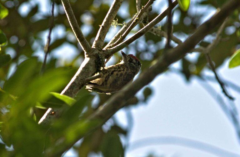 Buraco do Padre revela riqueza da fauna silvestre em estudo da UEPG