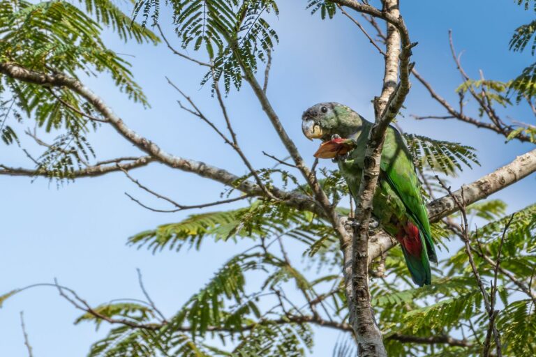 Animais “ganham vida” em trilha do Buraco do Padre com esculturas hiper-realistas