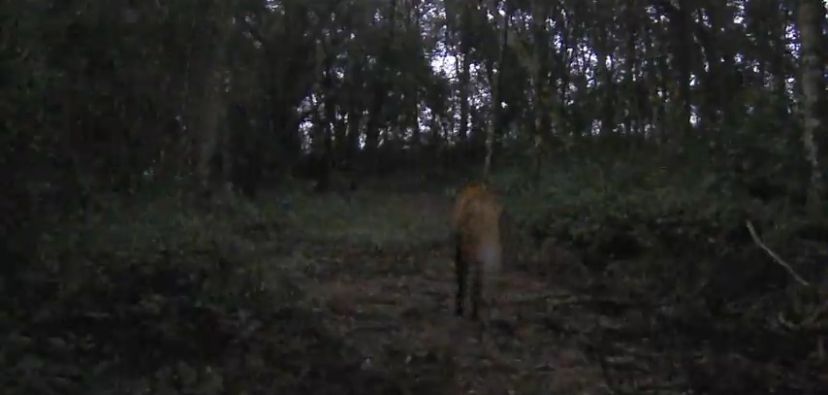 Lobo-guará é registrado pela primeira vez em monitoramento do Buraco do Padre